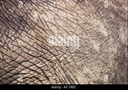 Close up de la peau des éléphants d'Afrique Banque D'Images