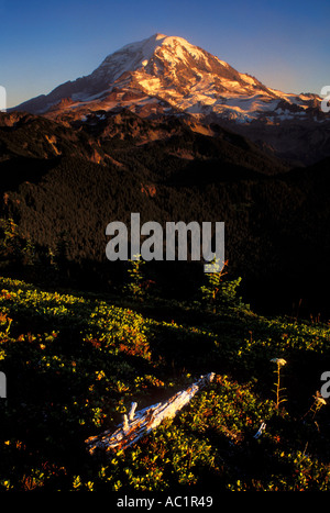 Lumière du soir sur le Mont Rainier de Tolmie pic dans le Parc National de Mount Rainier Washington USA Banque D'Images
