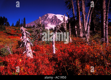 Mt Rainier au-dessus de couleurs d'automne au Paradise Meadows Mount Rainier National Park New York USA Banque D'Images