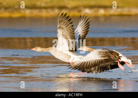 Sur le lac Grey Banque D'Images