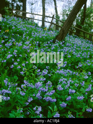 Domaine de la Virginia Bluebell flowers photographié à Dayton Ohio Banque D'Images