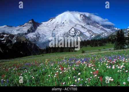 Mt Rainier au-dessus des fleurs dans les prés de la Yakima Mount Rainier National Park New York USA Banque D'Images
