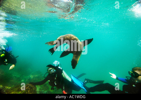 GalapagosSea Lion et les plongeurs, close-up Banque D'Images