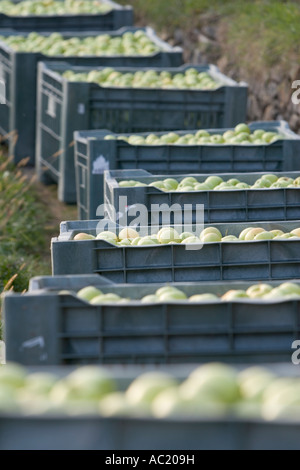 Rangée de caisses remplies de pommes fraîchement cueillies Vinschgau, Alto Adige, Italie Banque D'Images