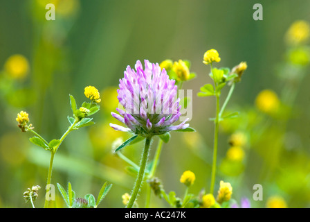 Le Trèfle rouge Trifolium pratense Banque D'Images