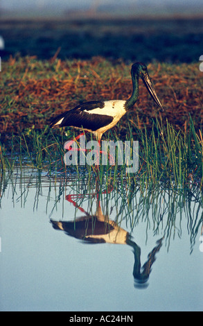 Jabiru (black necked Stork), le Kakadu National Park, Territoire du Nord, Australie, Vertical, Ephippiorynchus asiaticus Banque D'Images