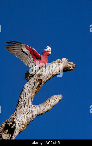 Cacatoès rosalbin, Australie du Sud, vertical, Cacatua roseicapilla Banque D'Images