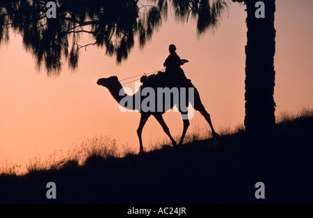 Camel rider passant par desert Oaks, Centre de l'Australie à l'horizontal, Banque D'Images