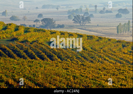 Vignoble dans morning mist, Delatite Winery, près de Mansfield, contreforts des Alpes du Sud, Victoria, Australie, horizontal, Banque D'Images