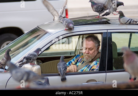 Un homme dans une voiture nourrir les pigeons sur le National Mall à Washington, D.C. Banque D'Images