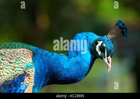 Paons Paon Bleu Pavo cristatus Banque D'Images