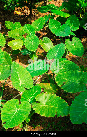 Taro Colocasia esculenta Vietnam Banque D'Images