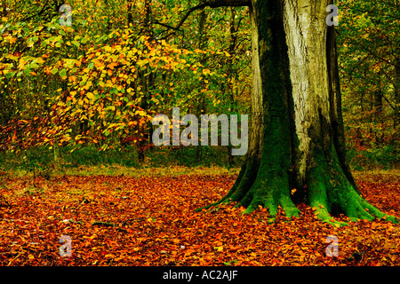 Couleurs d'automne dans la forêt de Savernake, Marlborough, Wiltshire, England, UK Banque D'Images