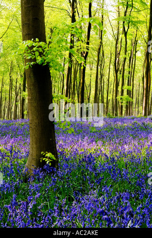 Bluebells, Hyacinthoides non-scripta au printemps dans l'ouest de la forêt près de Marlborough, Wiltshire, England, UK Banque D'Images