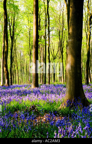 Bluebells, Hyacinthoides non-scripta ,au printemps dans l'ouest de la forêt près de Marlborough, Wiltshire, England, UK Banque D'Images