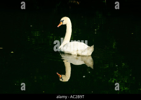 Swan (Cygnus) sur un étang Banque D'Images