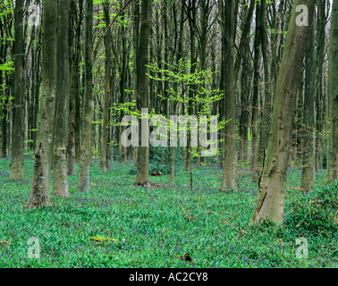 Plage jeune arbre qui pousse dans le bois de l'Ouest près de Marlborough UK Banque D'Images