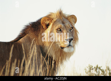 Young male Lion Kalahari Gemsbok National Park Afrique du Sud Banque D'Images