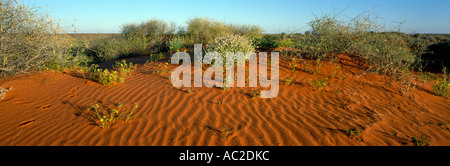 Fleurs sauvages sur dune désert de Simpson en Australie du Sud le long de la ligne de l'AQA. Banque D'Images
