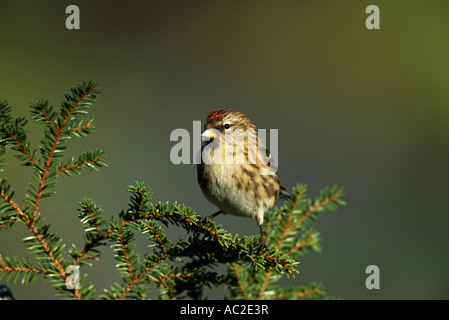 Red Poll perché sur la branche de pin. Banque D'Images