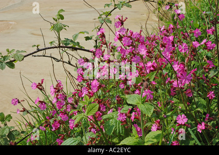 Large écran de Red Campion Banque D'Images