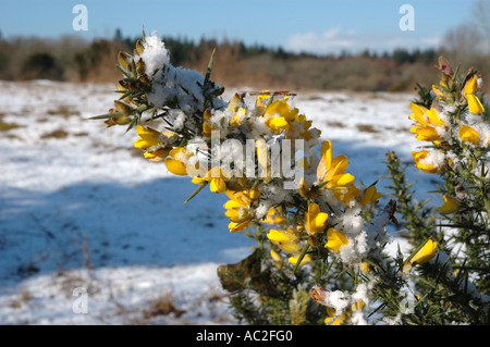 La floraison des ajoncs en hiver neige Banque D'Images