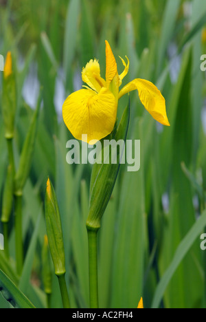 Drapeau jaune détails de l'Iris flower Banque D'Images