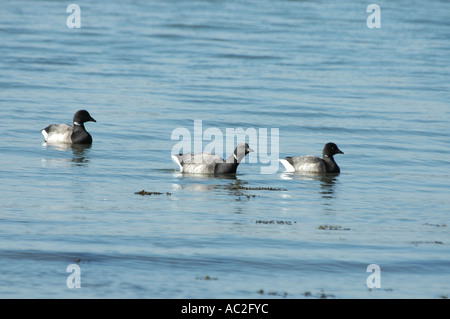 La Bernache cravant natation en eau libre Banque D'Images