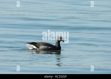 Brent Goose natation en eau libre Banque D'Images