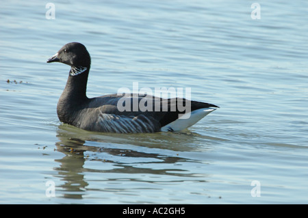 Brent Goose natation en eau libre Banque D'Images