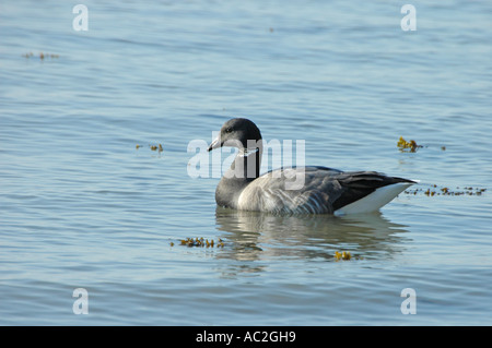 Brent Goose natation en eau libre Banque D'Images