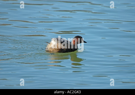 Grèbe castagneux sur une vaste étendue d'eau bleue Banque D'Images
