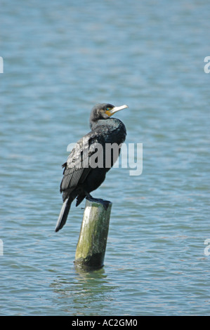 Au Cormorant pose typique sur le post Banque D'Images