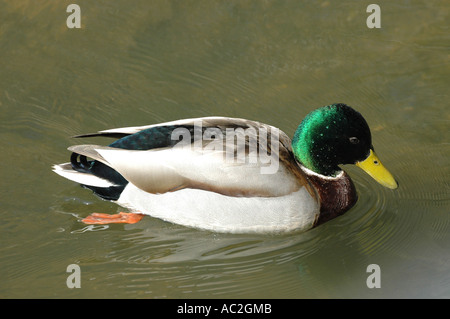 Mallard Drake un classique posent sur l'eau Banque D'Images