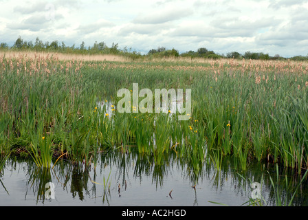 Marais avec Reedmace et iris jaune Banque D'Images