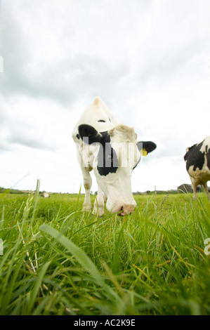 Bovins Friesian Holstein britannique sur une ferme laitière biologique Banque D'Images