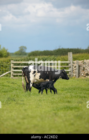 La vache Holstein Friesian avec veau nouveau-né Banque D'Images
