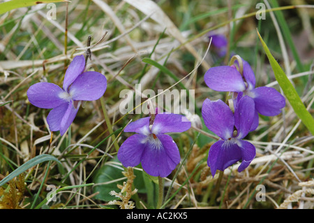 Petit groupe de chien commun Violette Banque D'Images