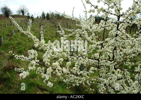 Blackthorn blossom dans une plantation Banque D'Images
