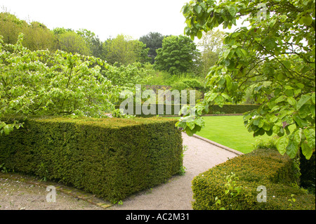 Coings au Norton Priory Garden Cheshire Banque D'Images