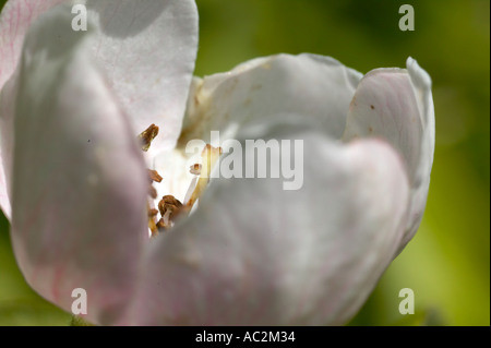 Coings au Norton Priory Garden Cheshire Banque D'Images