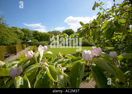 Coings au Norton Priory Garden Cheshire Banque D'Images