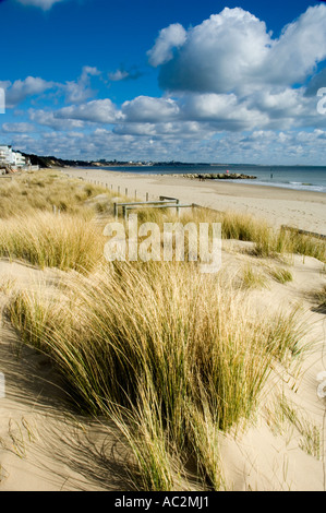 La conservation, la stabilisation des dunes de sable sur la plage de Sandbanks Poole Dorset England UK Banque D'Images