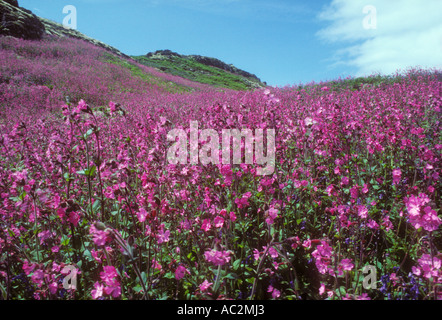 Une masse de l'île de Skomer Red Campion sur Le Pays de Galles Banque D'Images