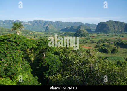 Campagne cubaine montrant une végétation luxuriante parmi les Mogotes de la Vallée de Vinales, Cuba. Banque D'Images