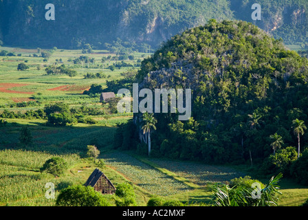 Campagne cubaine montrant une végétation luxuriante parmi les Mogotes de la Vallée de Vinales, Cuba. Banque D'Images