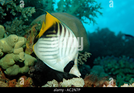 Papillons Threadfin Chaetodon auriga Soudan du Sud Mer Rouge Banque D'Images