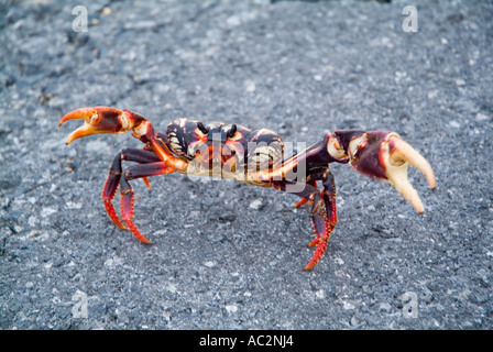 Une terre rouge - crabe Gecarcinus lateralis - sur la route de Maria La Gorda, Cuba. Banque D'Images