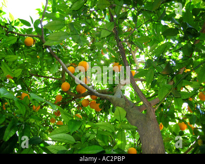 Oranger Banque D'Images