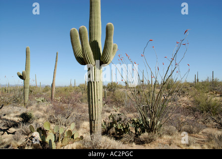 Scène de désert avec jeunes adultes, Carnegiea gigantea, Saguaro, Ocatillo et Cholla cactus à figues, désert de Sonora, en Arizona Banque D'Images
